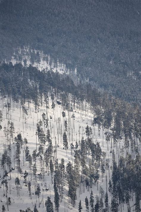 Scattered Pine Trees On A Mountain Covered By Snow Stock Photo Image
