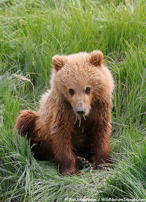 Brown Bear Cub Photo Blog Niebrugge Images