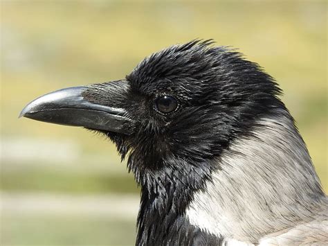 Hd Wallpaper Crow Head Bill Bird Animal Raven Raven Bird Black