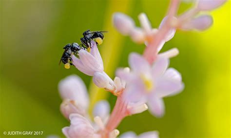 Stingless Bees Trigona Carbonaria