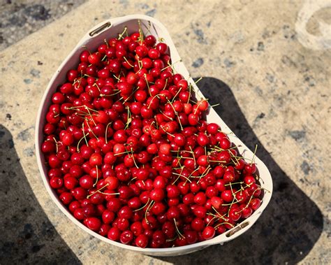 Sweet Cherries Not Far From The Tree
