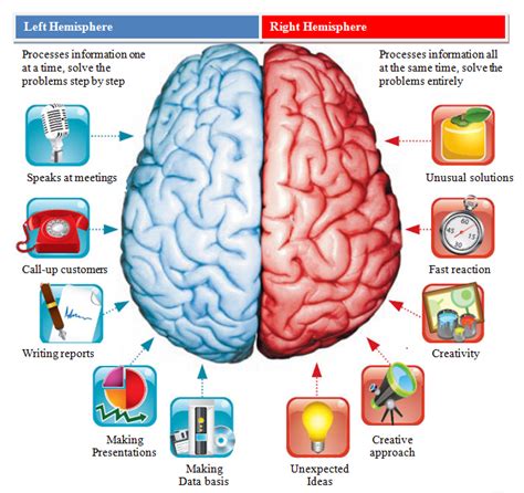 Human Brain Cerebral Hemispheres