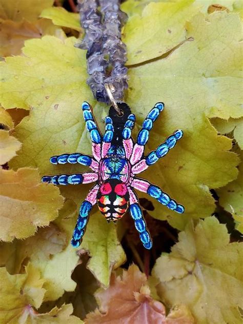 These tarantulas live in a tropical, wet climate, characterized by abundant rainfall with little to no dry season. Brazilian Jewel Tarantula - Typhochlaena seladonia ...