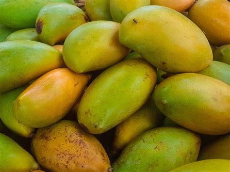 raw mangoes free indian stock pictures download for free ynot pics
