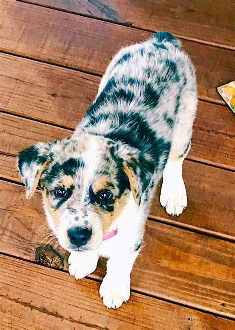 Adorable Texas Heeler Puppy Heeler Puppies Corgi Texas Spirit