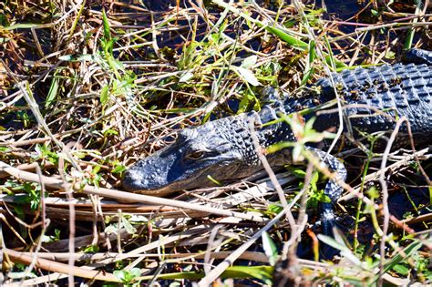 The Diet Of The Florida Alligator What Do Alligators Eat