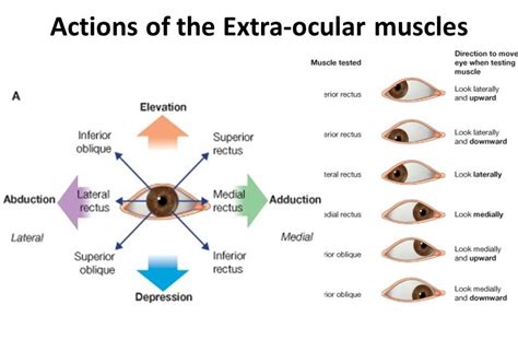 Action Of Extraocular Muscles All About Action