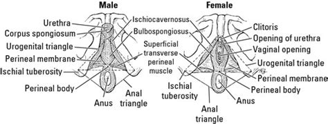 Perineum Anatomy Female