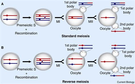 Chromosome Segregation Human Female Meiosis Breaks All The Rules Current Biology