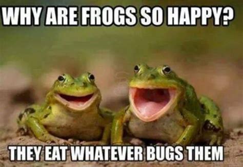Why Are Frogs So Happy Meme Nationsu Nationsu