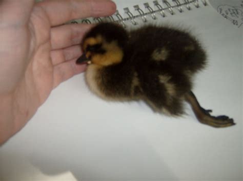 Sprains harm the ligaments that connect bones, which causes joint damage. 5 day old duckling with a broken leg