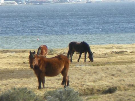 Falkland Horses