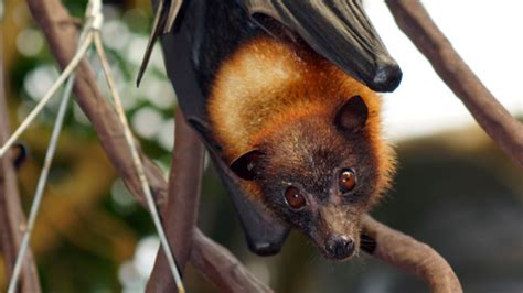 9 Fantastic Facts About Flying Foxes Mental Floss