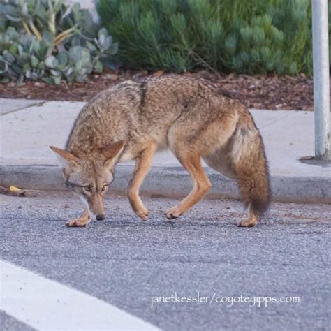 Understanding The Urban Coyotes Of Seattle