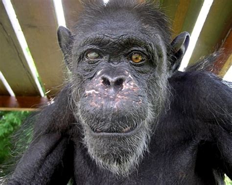Africa's Oldest Chimpanzee Dies at Age 66