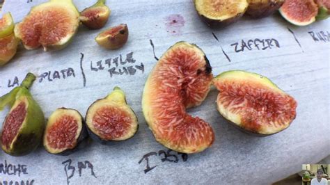 15 Varieties Fig Tasting W Bigbill Youtube