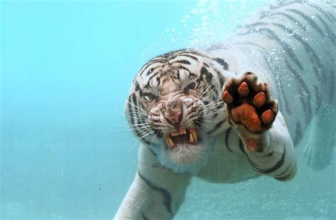 Bengal Tiger Diving Photoshopbattles