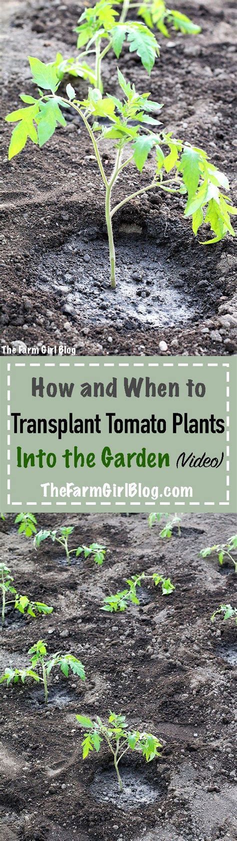 How To Transplant Tomato Plants Plant Ideas