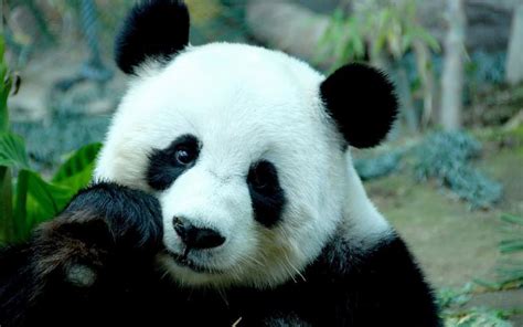 Free Download Animals Images Panda Bear Wallpaper Photos 31984297