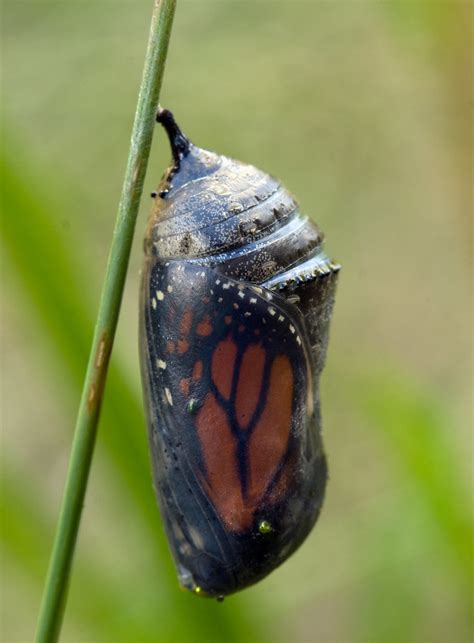 Monarch Cocoon Monarch Cocoon Ready To Emerge Barry Hatton Flickr