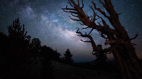 Bristlecone Pine And The Milky Way Photograph By Daniel J Barr Fine