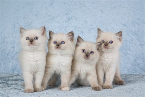 Ragdoll Kittens For Sale In Colorado Breeders List 2022 Hepper