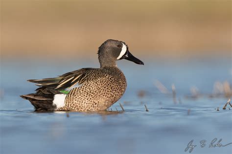Blue Winged Teal The Migrant Duck Taylor County Big Year 2019