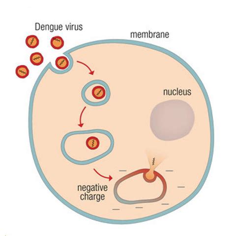 Nih Scientists Discover How Dengue Virus Infects Cells National