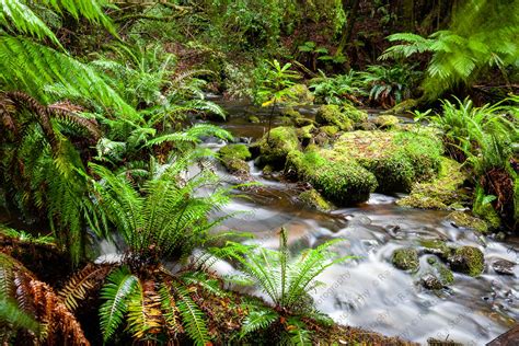Buy Pictures Of Rainforest Photos Of Rainforest Photographs Of