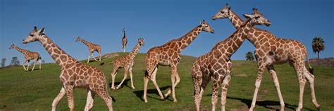 Giraffe San Diego Zoo Kids