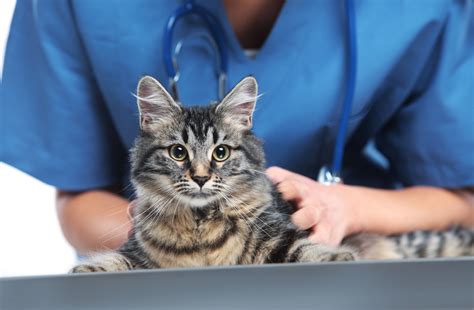 Top Things Your Vet Team Should Know About Your Pet Fear Free