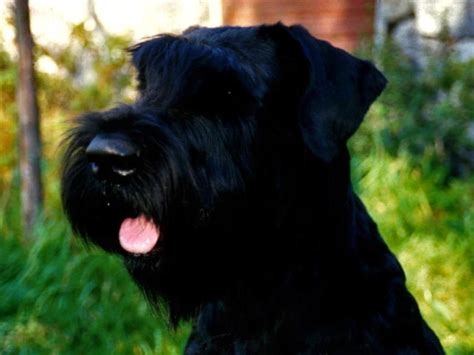giant schnauzer dog breed information puppies pictures