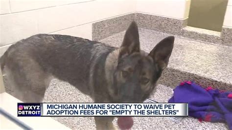 Michigan humane serves the entire metropolitan detroit area. How to adopt a pet for free through the Michigan Humane ...