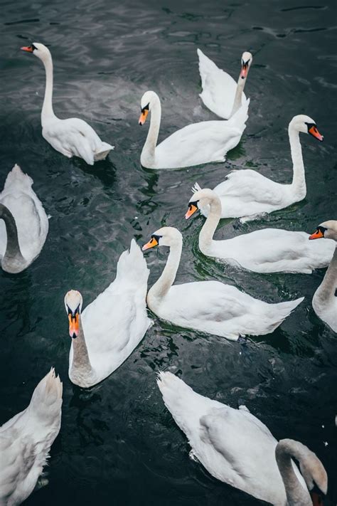 A Group Of White Swans Swimming In The Water