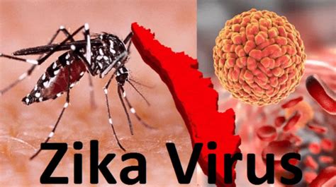 First Zika Virus Case Reported In Maharashtra Symptoms Prevention