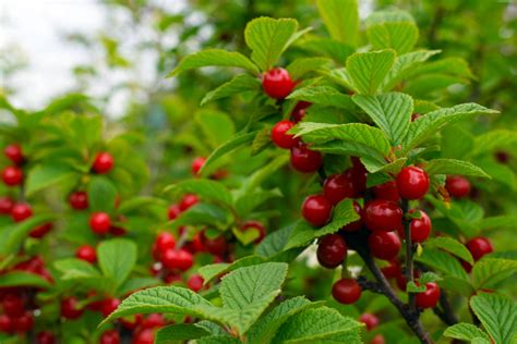 How To Grow Nanking Cherry Prunus Tomentosa