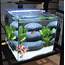 The Freshwater Aquariums And Planted Tanks Of Global Pet Exp