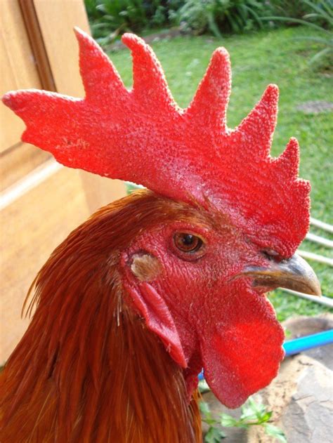 100 gambar ayam terbaik ayam ayam jantan tanaman asli. Memilih dan melatih ayam pelung unggulan - KLUB BURUNG