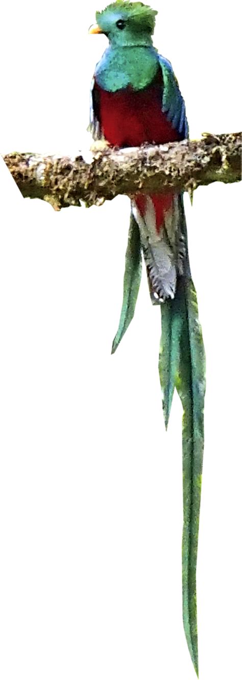 コスタリカ 神の鳥ケツァールの棲む森へ（コスタリカ）｜西遊旅行の添乗員同行ツアー(141号)
