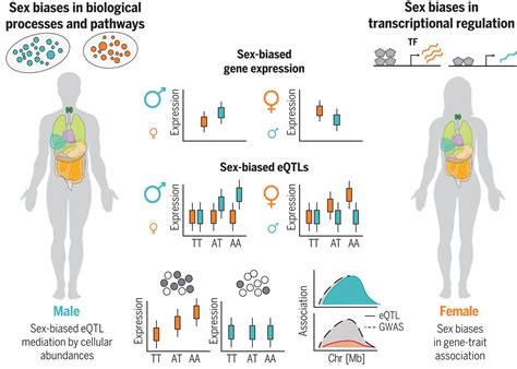 the impact of sex on gene expression across human tissues science