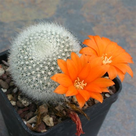 With large flower heads, it blooms in abundance in the stunning shade of white and orange. Rebutia muscula