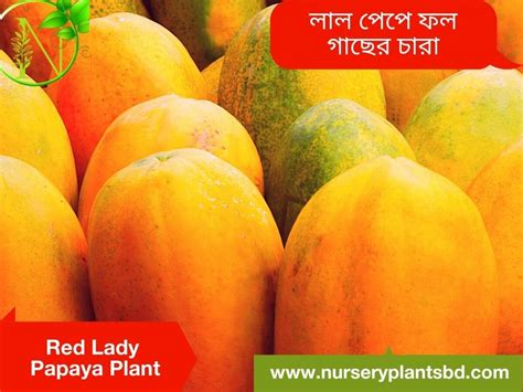 Red Lady Papaya Fruit Trees For Sale 2023