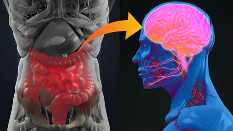 Parkinsons Disease May Start In Gut Bbc News