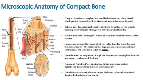 Compact Bone Diagram Spongy Bone Vs Compact Bone Quizlet To Know