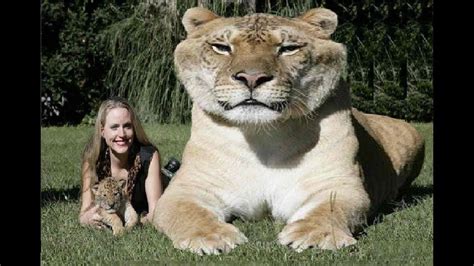 Biggest Cat In The World All You Need Infos