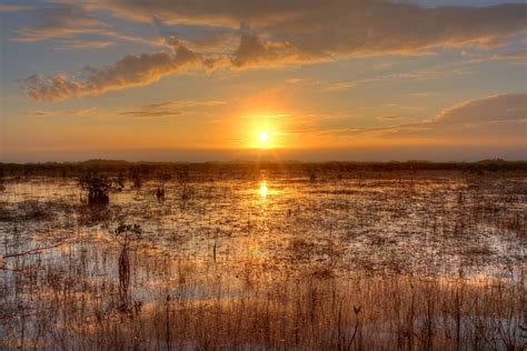 A Swamp Or Everglades At Sunset In Florida America Hd Wallpaper