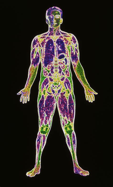 Elemental Composition Of The Human Body By Mass