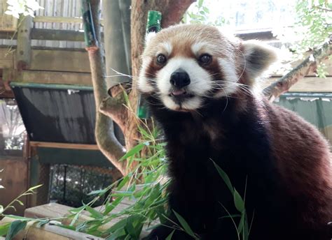 Panda Updates Wednesday October 9 Zoo Atlanta