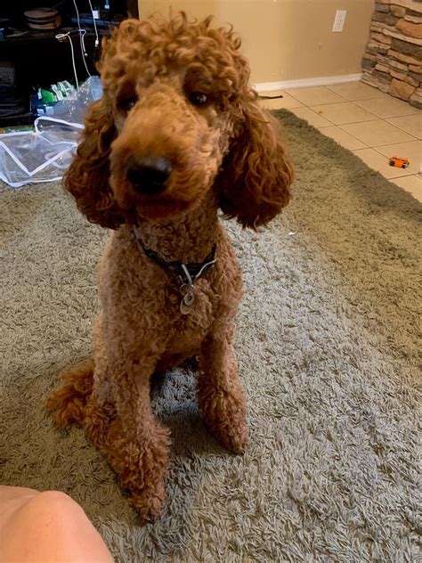 Strong likelihood is it will just look like a slightly off goldendoodles are a poodle golden retriever mix. Poodle Doodle Keto : Labradoodle Vs Goldendoodle 10 Differences Which Poodle Mix Breeds Is ...