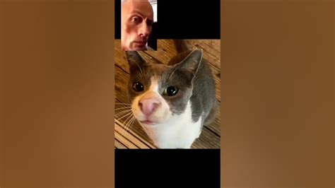 Cringe Cat Youtube
